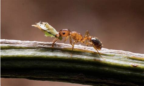 陰毛處理 螞蟻象徵